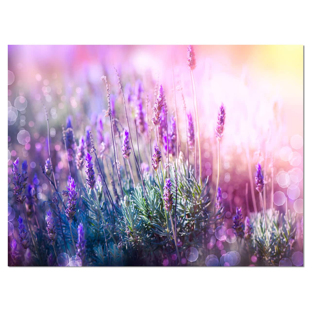 Designart - Growing and Blooming Lavender - Floral Canvas Art print